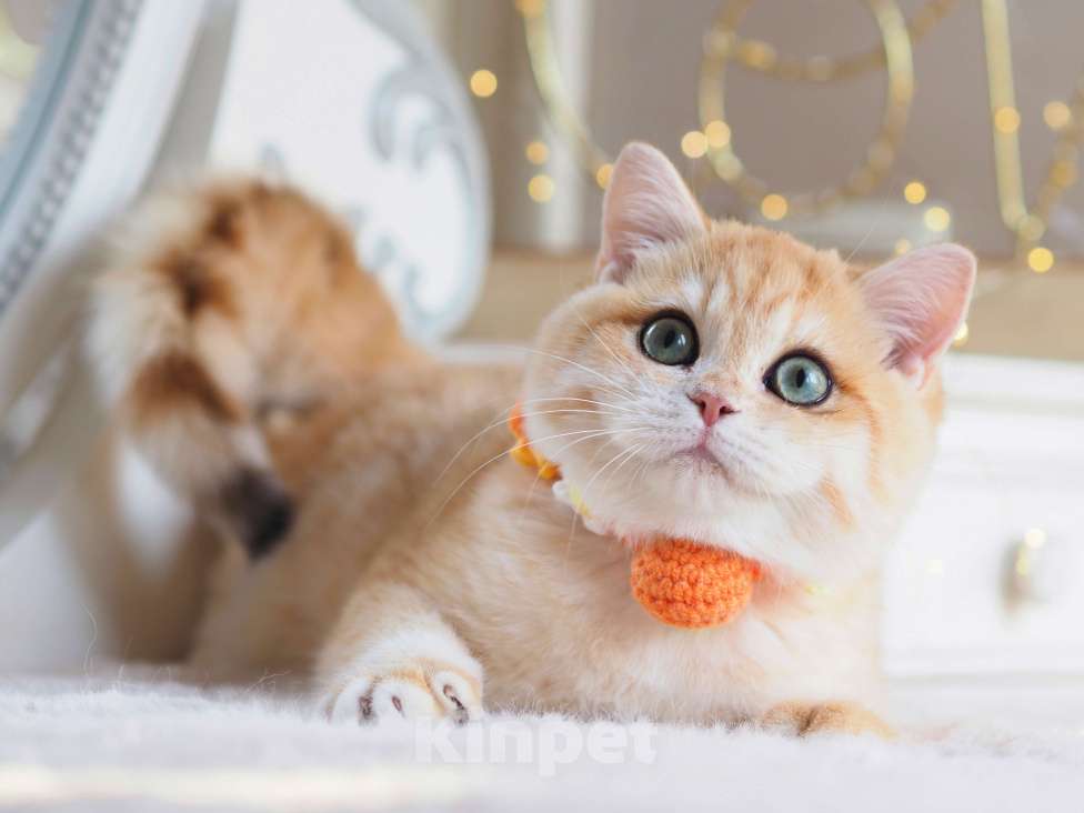 Кошки в Москве: Британский котёнок Дон Жуан Мальчик, 120 000 руб. - фото 7