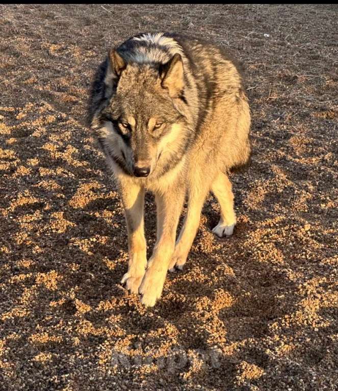 Собаки в Москве: щенки Волкособа Мальчик, 35 руб. - фото 3