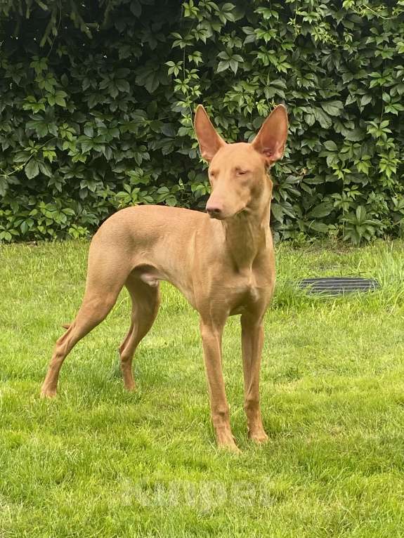 Собаки в других городах Московской области: Фараонова собака Мальчик, 25 000 руб. - фото 3