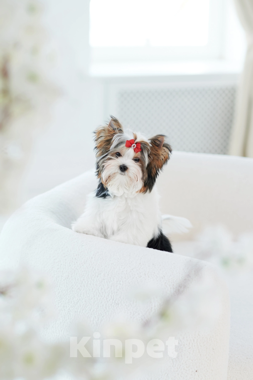 Собаки в Челябинске: Бивер терьер Девочка, Бесплатно - фото 2