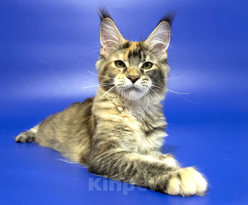 Кошки в Москве: Котенок мейн кун Девочка, Бесплатно - фото 1