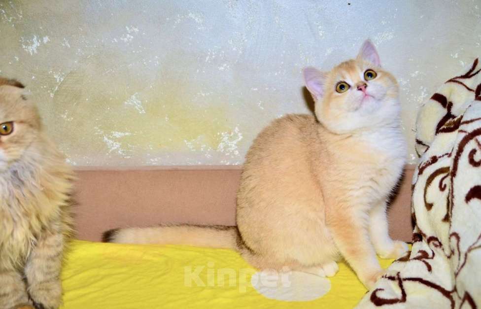 Кошки в Москве: Золотая шиншилла девочка шотландская прямоухая Девочка, 25 000 руб. - фото 3