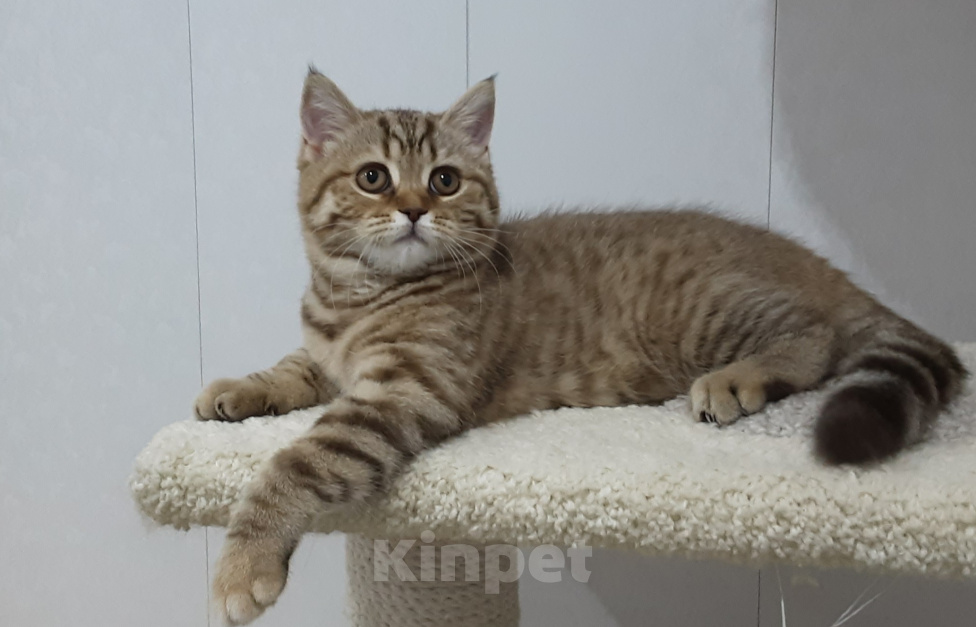 Кошки в Северодвинске: Британская кошечка. Девочка, 30 000 руб. - фото 5