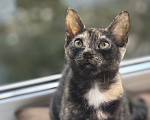 Кошки в Санкт-Петербурге: Котенок Бэсса Девочка, Бесплатно - фото 2