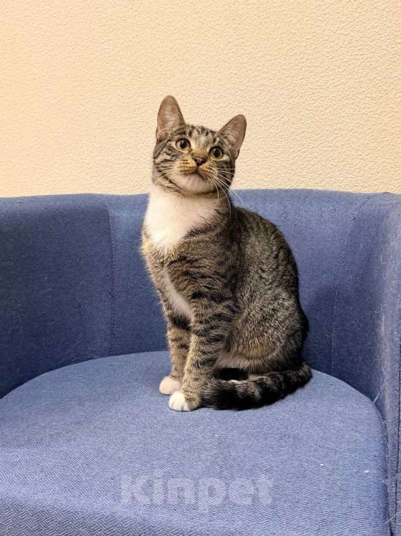 Кошки в Москве: котенок Барс ищет дом Мальчик, Бесплатно - фото 1