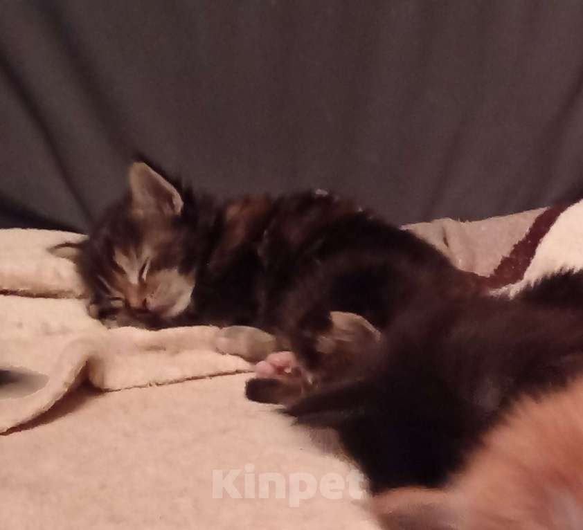 Кошки в Уфе: Котенок мейн кун  Девочка, 10 000 руб. - фото 2