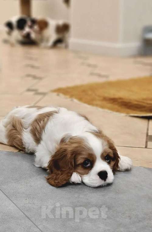 Собаки в Санкт-Петербурге: Кавалер Кинг Чарльз спаниель Мальчик, 100 руб. - фото 4