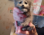 Кошки в Калуге: Котёнок Девочка, Бесплатно - фото 7