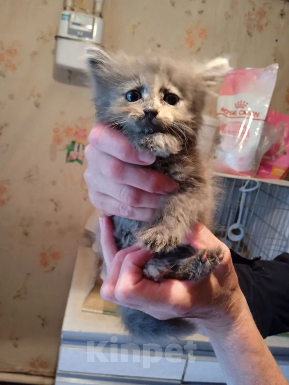 Кошки в Калуге: Котёнок Девочка, Бесплатно - фото 7