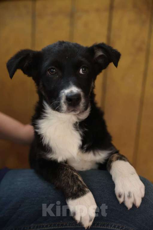 Собаки в Москве: Щенки метисы лабрадора и овчарки в добрые руки Девочка, Бесплатно - фото 7