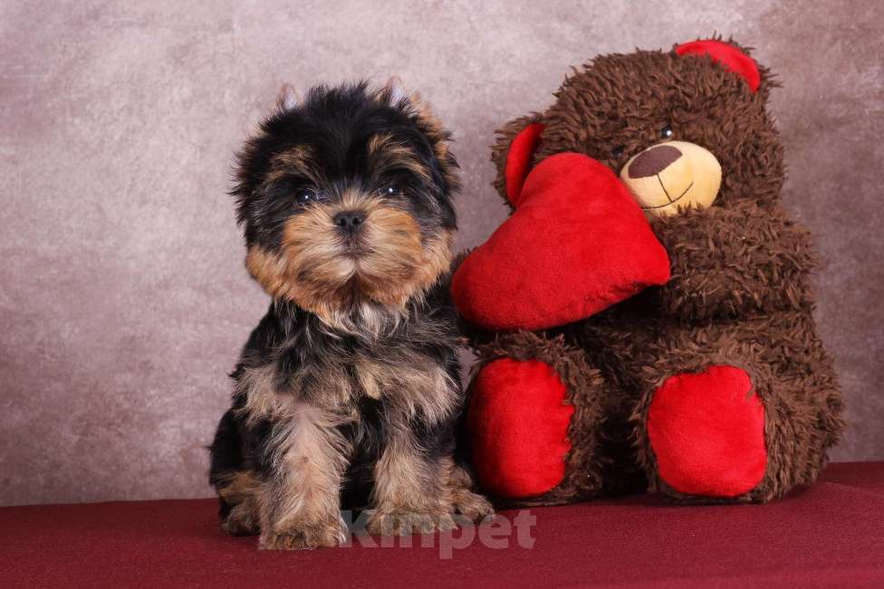 Собаки в Москве: Йоркширский терьер красивый курносик Федерико РКФ Мальчик, 50 000 руб. - фото 4