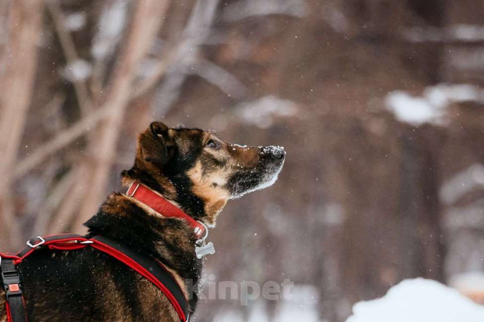 Собаки в Москве: Очаровательная Джума ищет дом Девочка, Бесплатно - фото 4