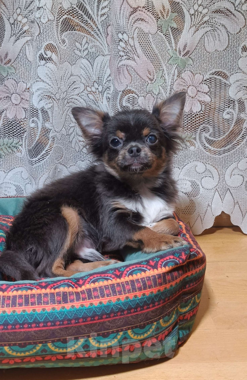 Собаки в Москве: Курносенький малыш Мальчик, 20 000 руб. - фото 1