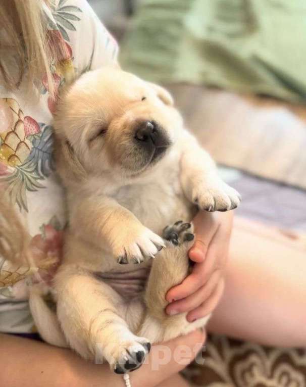 Собаки в Краснодаре: Лабрадор Мальчик, 38 000 руб. - фото 4