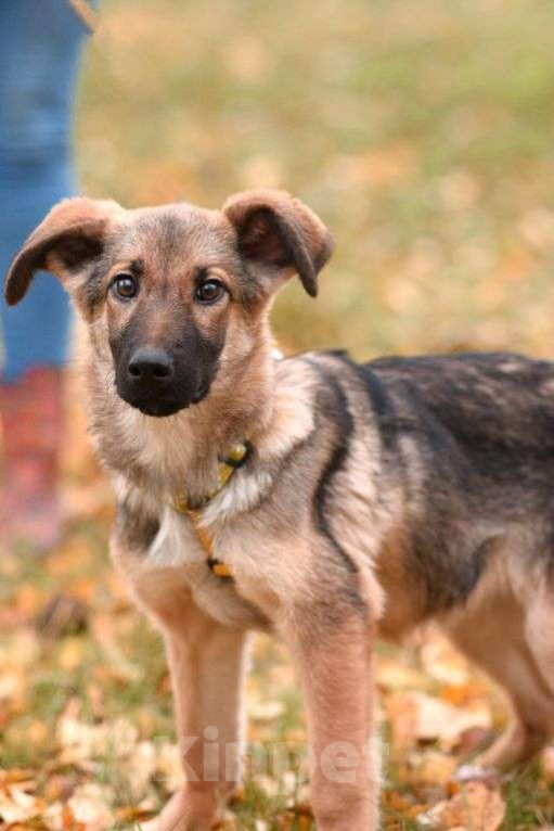 Собаки в Москве: Ассоль Девочка, Бесплатно - фото 4