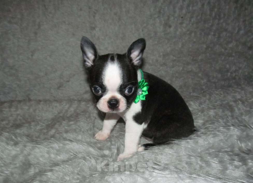 Собаки в Пскове: Щенки бостон терьера Мальчик, 50 000 руб. - фото 2