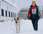 Собаки в Москве: Молодой алабай Миша в добрые руки Мальчик, Бесплатно - фото 1