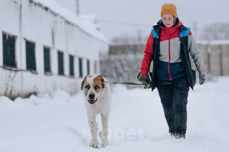 Собаки в Москве: Молодой алабай Миша в добрые руки Мальчик, Бесплатно - фото 1