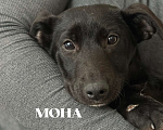 Собаки в Краснодаре: Мона Девочка, Бесплатно - фото 2