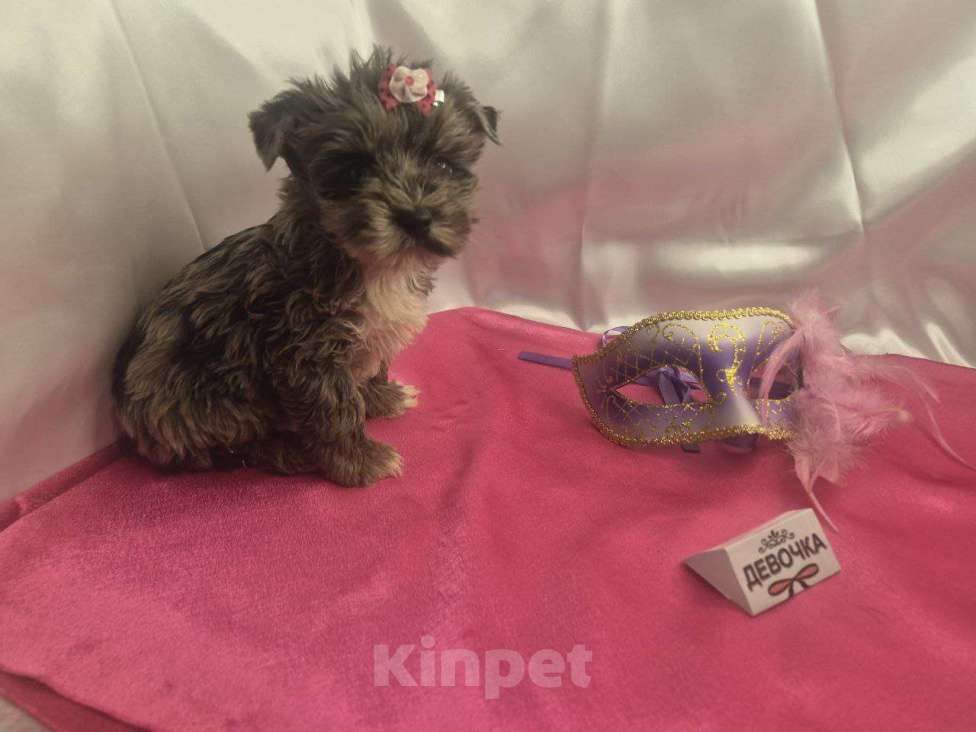 Собаки в Москве: Девочка редкого окраса голубой мрамор Девочка, 35 000 руб. - фото 1