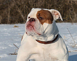 Собаки в других городах Воронежской области: Девочка староанглийский бульдог Девочка, 80 000 руб. - фото 6