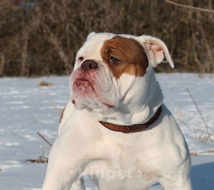 Собаки в других городах Воронежской области: Девочка староанглийский бульдог Девочка, 80 000 руб. - фото 6
