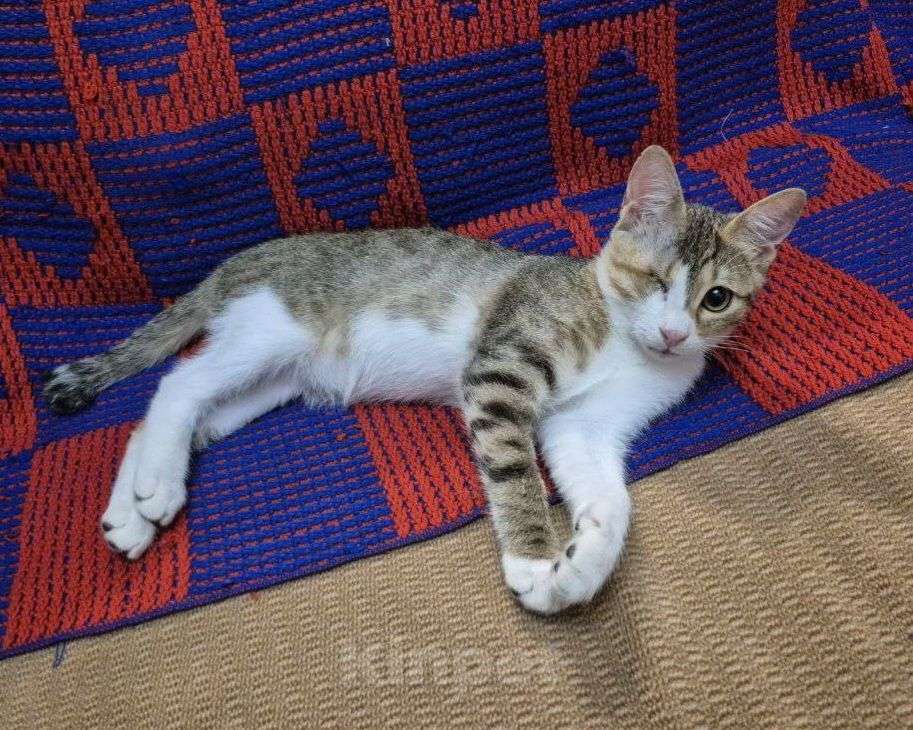 Кошки в Москве: Одноглазый котенок Кнопочка Девочка, Бесплатно - фото 3