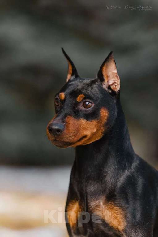 Собаки в Новосибирске: Щенки цвергпинчера Разнополые, 30 000 руб. - фото 3