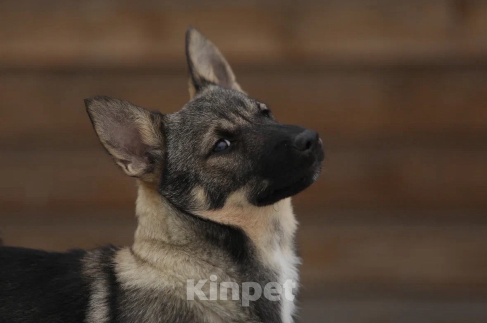 Собаки в Череповце: Шведский ВАЛЬХУНД  Девочка, Бесплатно - фото 3