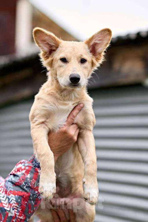 Собаки в Ногинске: Малышка Персея в поисках семьи Девочка, Бесплатно - фото 1