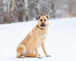 Собаки в других городах Московской области: Самая нежная и ласковая собака ждёт своего хозяина Девочка, Бесплатно - фото 3