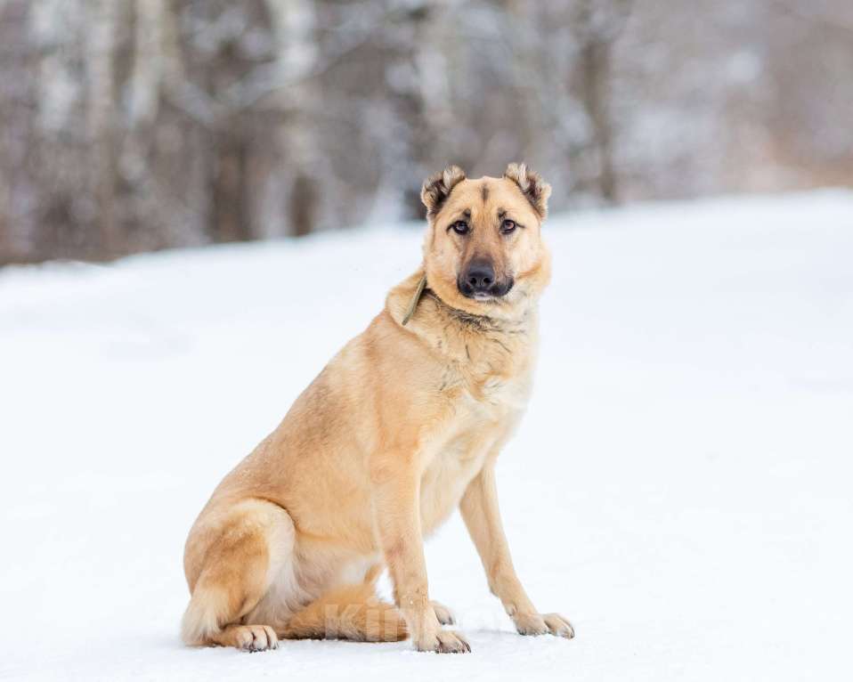Собаки в других городах Московской области: Самая нежная и ласковая собака ждёт своего хозяина Девочка, Бесплатно - фото 3