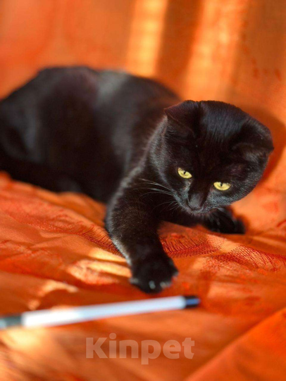 Кошки в Москве: Черная красавица кошка Дюна в добрые руки Девочка, Бесплатно - фото 4