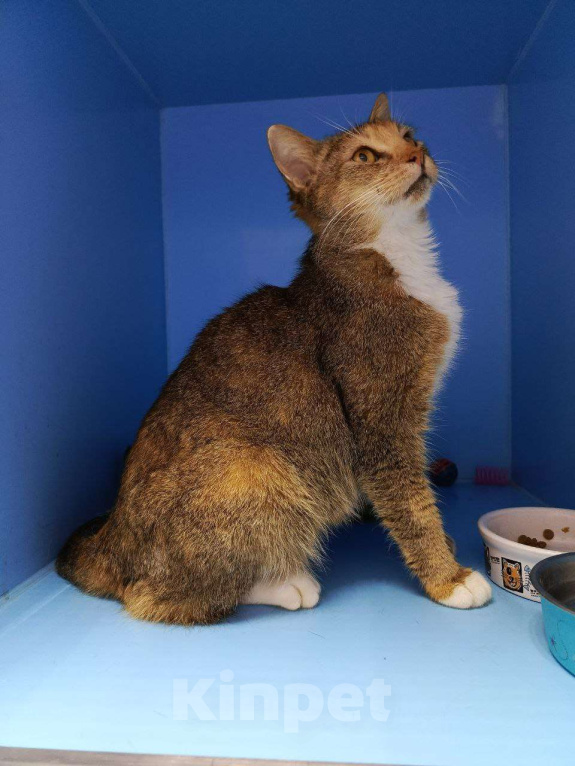 Кошки в Москве: Дорога домой несправедливо затянулась  Девочка, Бесплатно - фото 4