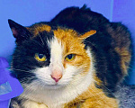Кошки в Москве: Апельсинка хочет домой Девочка, Бесплатно - фото 1