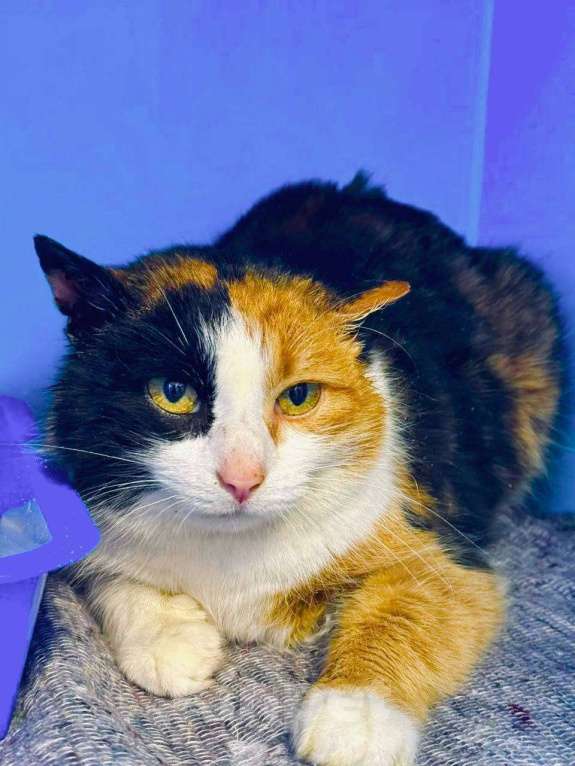 Кошки в Москве: Апельсинка хочет домой Девочка, Бесплатно - фото 1