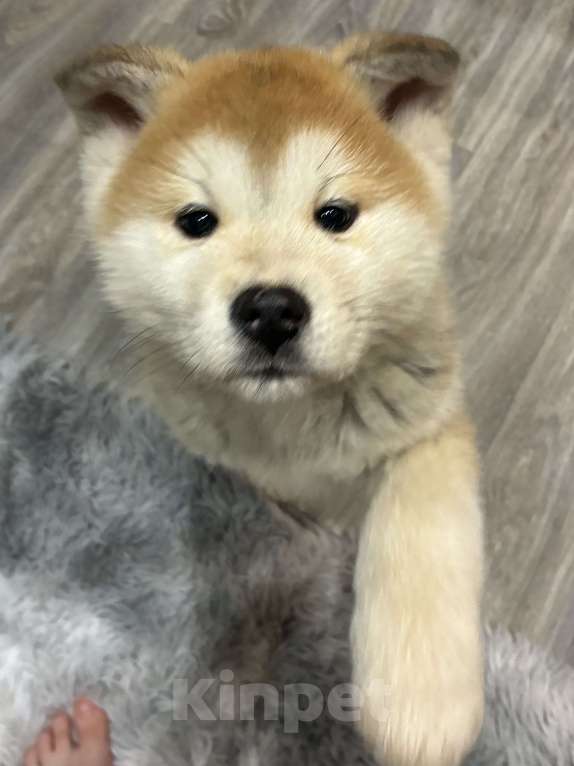 Собаки в Москве: щенок акита ину Девочка, 15 000 руб. - фото 4