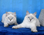 Кошки в Москве: Котята Невские маскарадные Девочка, Бесплатно - фото 9