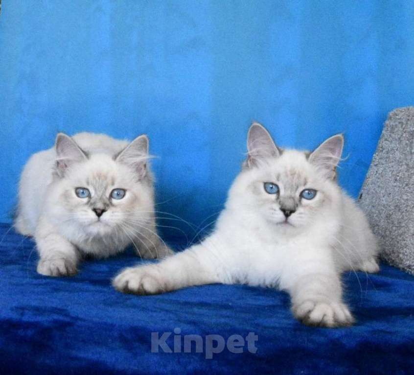 Кошки в Москве: Котята Невские маскарадные Девочка, Бесплатно - фото 9