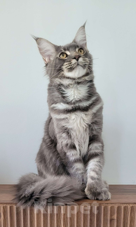 Кошки в Москве: Полидакт мейн-кун  Мальчик, 45 000 руб. - фото 3