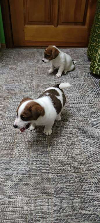 Собаки в Липецке: Щенки джек-рассел-терьер Мальчик, Бесплатно - фото 5