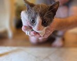 Кошки в Москве: Котятки 2 месяца Разнополые, Бесплатно - фото 5