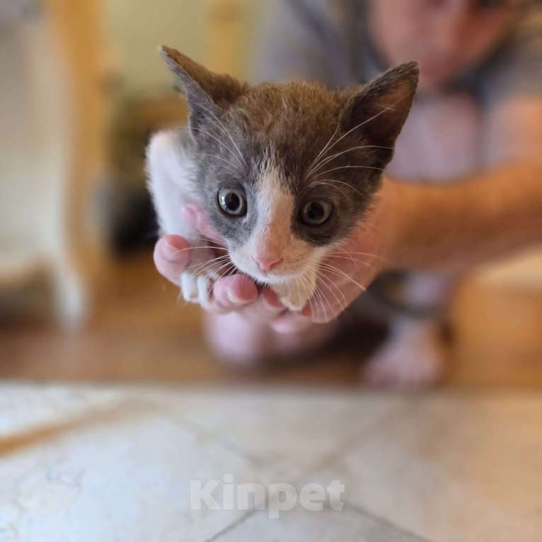 Кошки в Москве: Котятки 2 месяца Разнополые, Бесплатно - фото 5