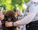Собаки в Воронеже: Вязка с  коричневым миниатюрным (29см) пуделем Мальчик, 20 000 руб. - фото 6