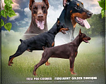Собаки в Зеленограде: Щенки от красивой и титулованной пары Мальчик, 85 000 руб. - фото 1