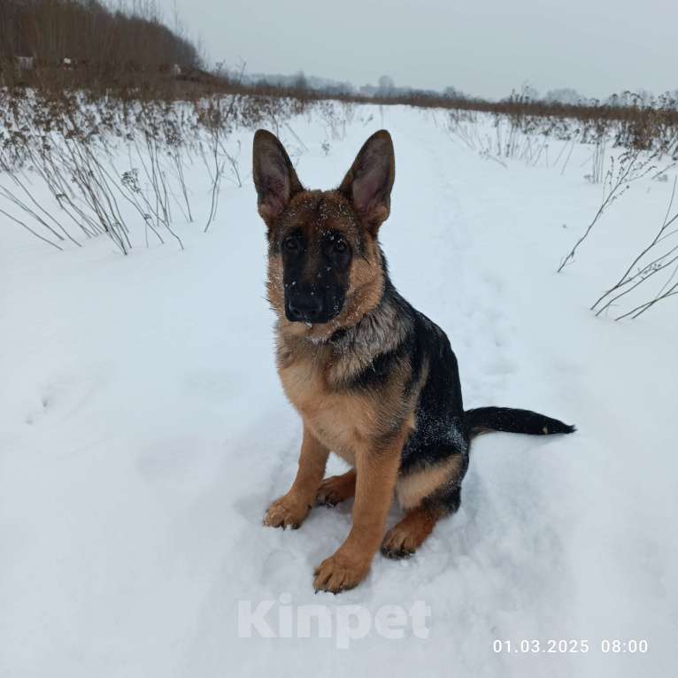 Собаки в Глазове: Щенок немецкой овчарки, девчонка 1 Девочка, 35 000 руб. - фото 2