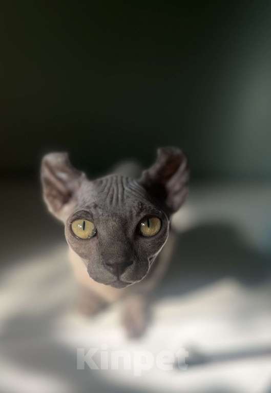 Кошки в Москве: Канадский сфинкс голубой  Девочка, Бесплатно - фото 1