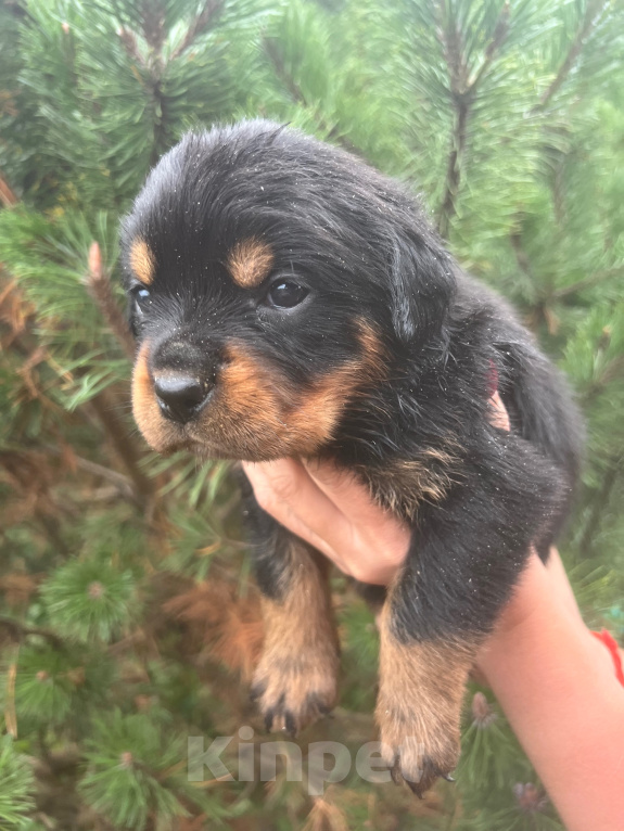 Собаки в Санкт-Петербурге: Щенок ротвейлера Девочка, 80 000 руб. - фото 5