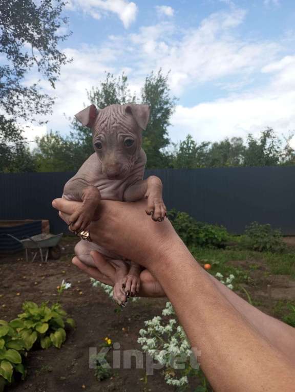 Собаки в Самаре: Продам  щенков породы  Американский  голый  терьер &quot; Девочка, 30 000 руб. - фото 4