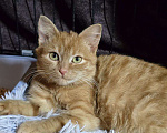 Кошки в Москве: Рыжая малышка Азара ищет дом Девочка, Бесплатно - фото 4